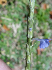 Stachytarpheta urticifolia