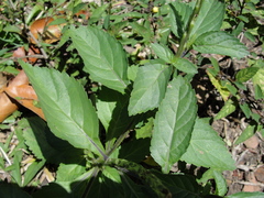 Stachytarpheta urticifolia