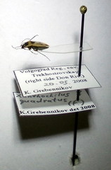 Xanthochilus quadratus