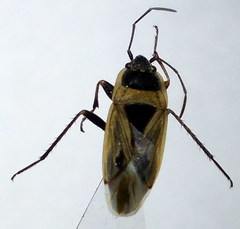 Xanthochilus quadratus