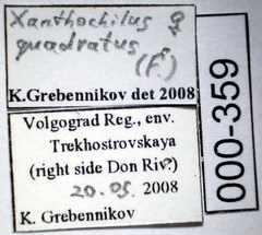 Xanthochilus quadratus