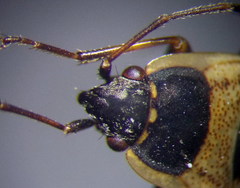 Xanthochilus quadratus