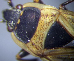 Xanthochilus quadratus