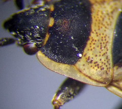 Xanthochilus quadratus