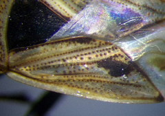 Xanthochilus quadratus