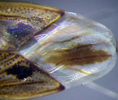 Xanthochilus quadratus