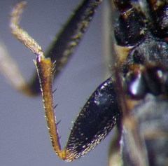 Xanthochilus quadratus