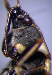 Xanthochilus quadratus