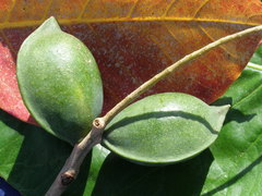 Terminalia catappa