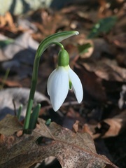 Galanthus elwesii