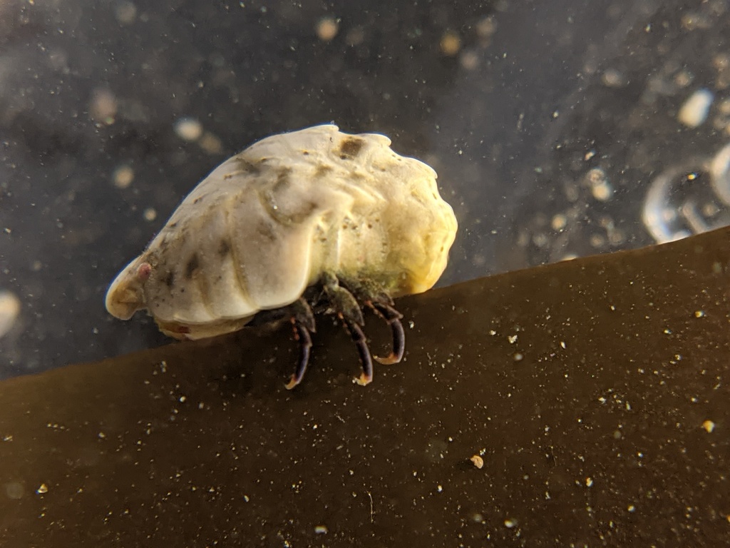Amphilochoidea