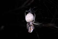 Pararaneus