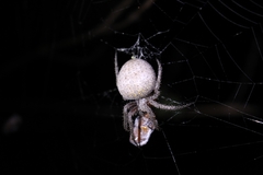Pararaneus