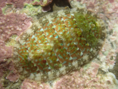 Cyanoplax berryana image
