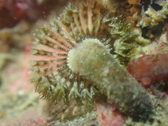 Pseudopotamilla occelata