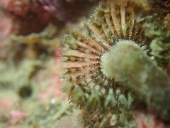 Pseudopotamilla occelata