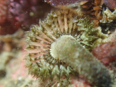 Pseudopotamilla occelata