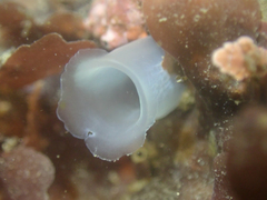 Phlebobranchia