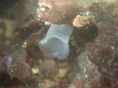 Phlebobranchia