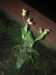Sonchus oleraceus