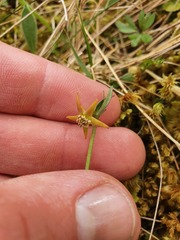Anemonastrum tenuicaule