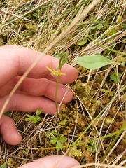 Anemonastrum tenuicaule