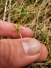 Anemonastrum tenuicaule