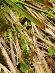 Anemonastrum tenuicaule