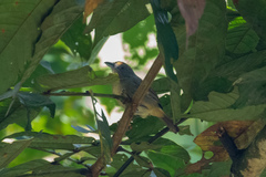 Thamnophilus murinus