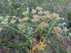 Aulacospermum anomalum