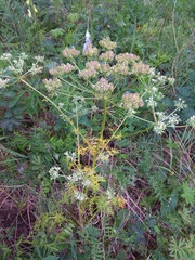 Aulacospermum anomalum