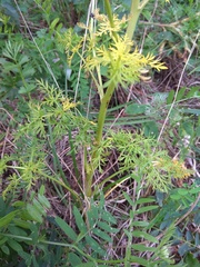 Aulacospermum anomalum
