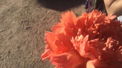 Dianthus caryophyllus