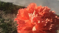 Dianthus caryophyllus