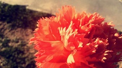 Dianthus caryophyllus