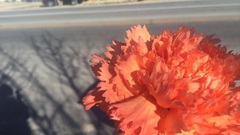 Dianthus caryophyllus