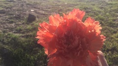 Dianthus caryophyllus