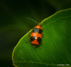 Aulacophora hilaris