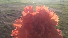 Dianthus caryophyllus