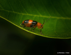 Aulacophora hilaris