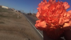 Dianthus caryophyllus