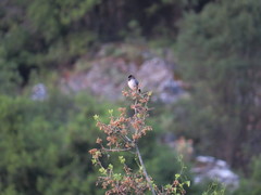 Curruca ruppeli