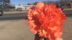 Dianthus caryophyllus