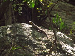 Sceloporus cyanogenys