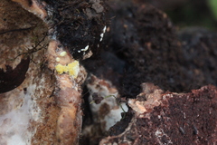 Trichoderma pulvinatum