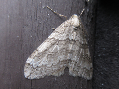 Operophtera relegata