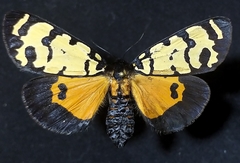 Amphicallia solai