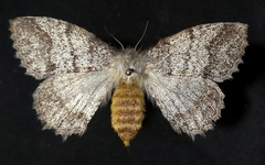 Lichenopteryx