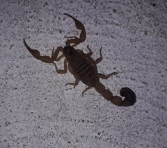 Rhopalurus laticauda