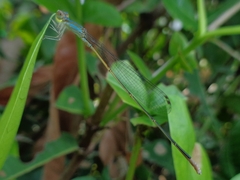 Aciagrion pallidum